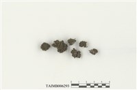 藏品(木靈苔屬)的圖片